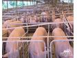 广东产区生猪与仔猪价格上涨