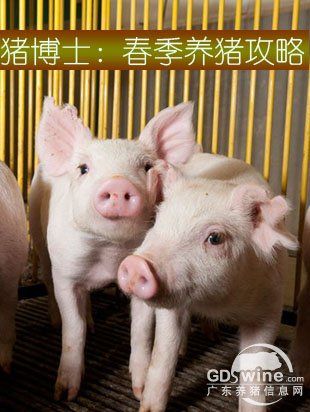 猪博士春季养猪攻略：您的猪养好了吗？