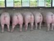 瘦肉型种母猪繁殖管理