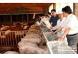 分析：不同品种猪对猪场环境温度的要求