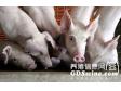 种公猪的营养要求与饲养管理