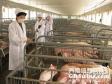 猪群健康状况与养猪成本的关系分析