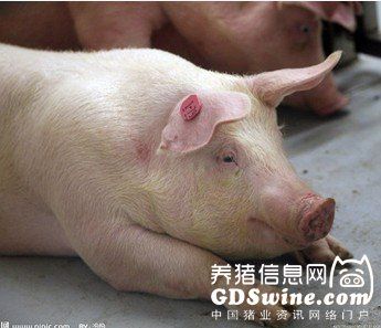 初秋养猪注意防猪丹毒