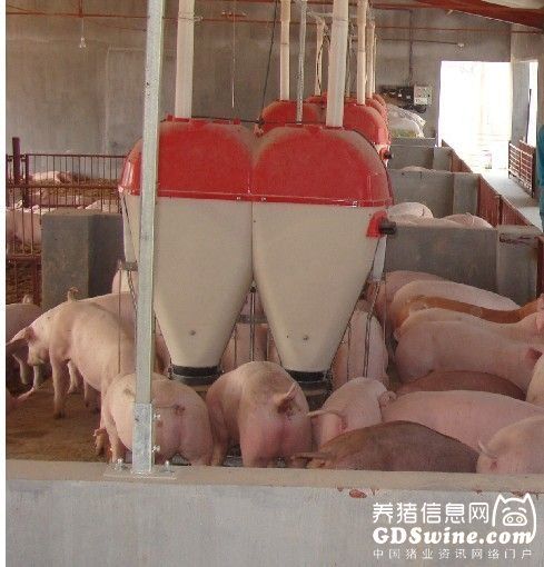 夏末秋初养猪场需做好饲料防霉工作