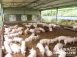 山东：八万头猪睡上生态发酵床