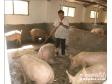 中国生猪养殖现状分析