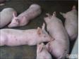从哪些症状可以看出猪缺铁？