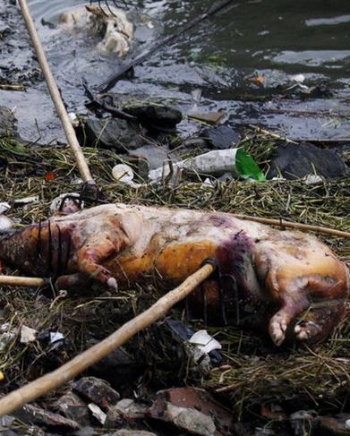 死猪漂流记：上海滩千头死猪从何而来！