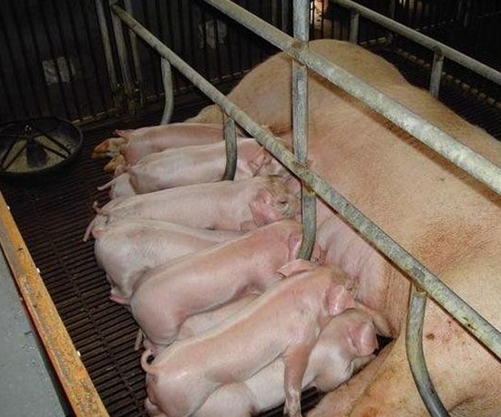 断奶初产母猪用烯丙孕素提高第二胎的性能