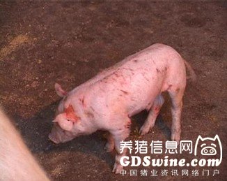 影响猪病防控成败的几个环节 