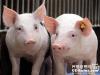 关于受理2018年春季种猪生产性能检测的通知