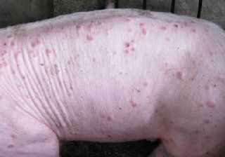 猪皮炎肾病综合征