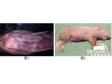 猪链球菌病检疫方法