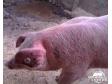 猪体温升高与猪高热性疾病的鉴别