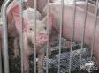 夏季养猪中暑防治的几种方法