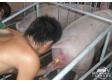人工授精中对母猪实施性刺激的原因和作用