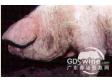 猪蠕形螨虫病