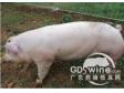 影响母猪繁殖性能的10种维生素