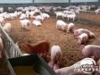 原生态养猪场的猪舍建造