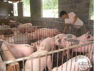 关于猪病免疫的一些思考