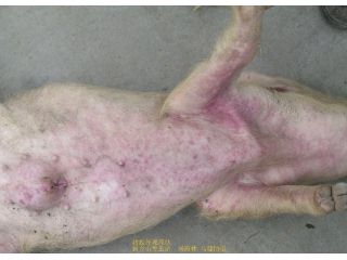 《图谱》：猪瘟解剖图