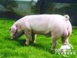 国外养猪增重六个新技术方法