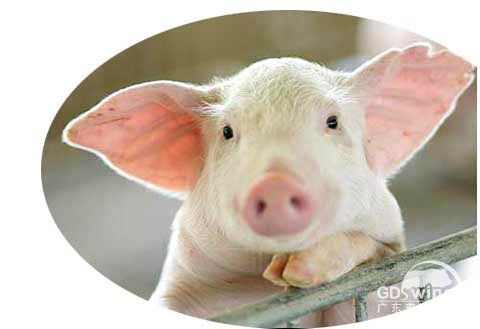 猪病毒性腹泻病防控需要注重的三点
