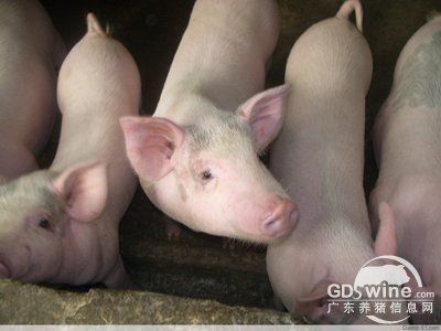 如何饲养管理与保健育成猪