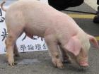 《视界》第10期 台湾养猪户街头抗议 猪仔满场飞抢镜