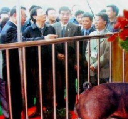 FӲɽũιЭԱλɽаʯչλ PremierPremier Zhu Rongji visited Zhongshan Agricultural Fair and the pig farm booth of Zhongshan Baishi -- one of members of Association
