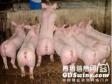 种公猪高效饲养的五大技术措施
