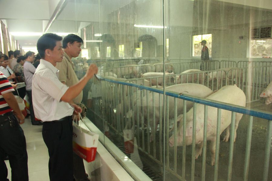 广西养猪业考察团参观广州市良种猪场