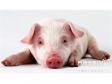 养猪业分析：控制养殖成本，增强竞争优势