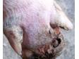猪肢蹄病的原因及防制措施
