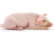 NRC标准――洋标准引领中国养猪业