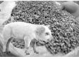 降低猪饲料成本的思考和分析