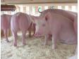 养猪场中正确认识饲料添加剂益生素