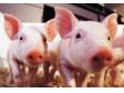 重构生猪的非特异性免疫系统的必要性