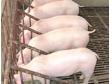 猪病防治之母猪生产及产后疾病