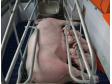 产房母猪的饲养管理技术