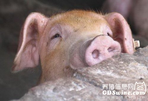 年终策划：2012，广东猪业悲喜交杂