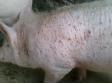 猪的皮肤病的治疗方法