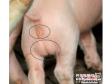 广东化州现“两性猪” 兽医称从未见过此种异象