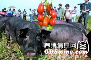 市民在养猪场挑选年猪。