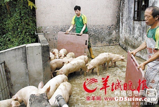 东莞政府禁止再养猪谁为猪农规划以后的日子?