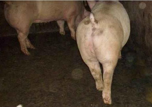 春季养猪场严重腹泻的防治技术