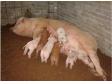 养猪场中五种母猪应该被淘汰
