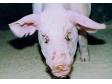 造成猪有泪斑的几个原因分析