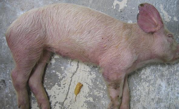 冬季猪“高热病”的保健防控措施