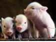 大中型养猪场药物保健方案
